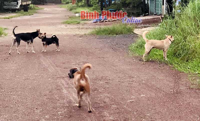 Ẩn họa từ nuôi chó thả rông Ẩn họa từ nuôi chó thả rông