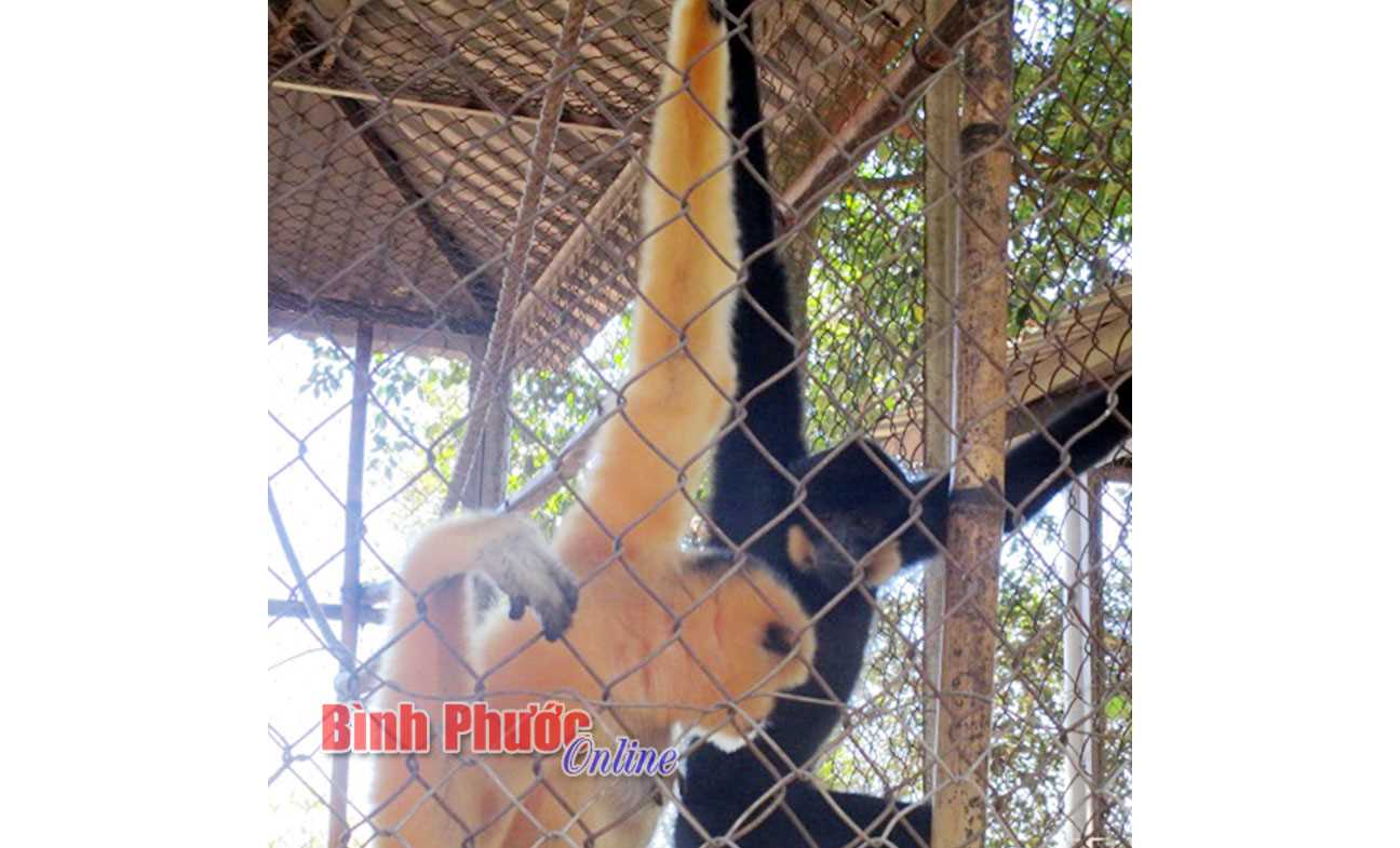 Khó khăn trong cứu hộ động vật hoang dã ở vườn quốc gia Khó khăn trong cứu hộ động vật hoang dã ở vườn quốc gia