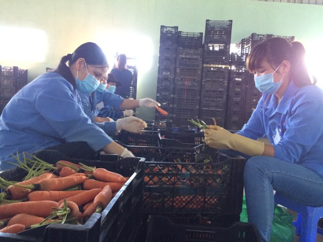 Chuẩn bị rau củ sạch cho mùa tết Chuẩn bị rau củ sạch cho mùa tết