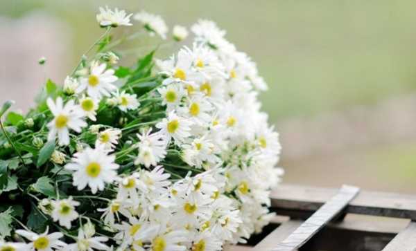 Hai người phụ nữ đáng yêu trong cuộc đời của chồng