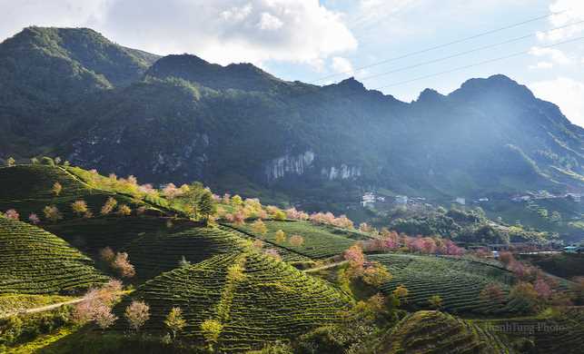 Hoa mai anh đào khoe sắc hồng giữa đồi chè ở Sa Pa Hoa mai anh đào khoe sắc hồng giữa đồi chè ở Sa Pa