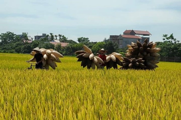 Vẻ bình dị của làng đan đó hơn 200 tuổi trong nắng thu