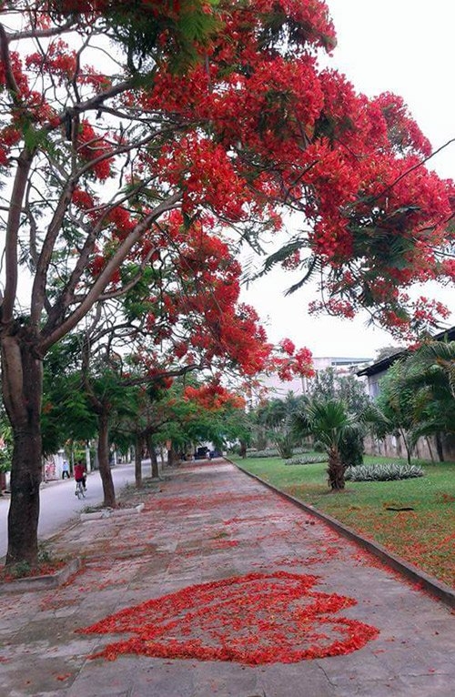 Ngỡ ngàng mùa hạ