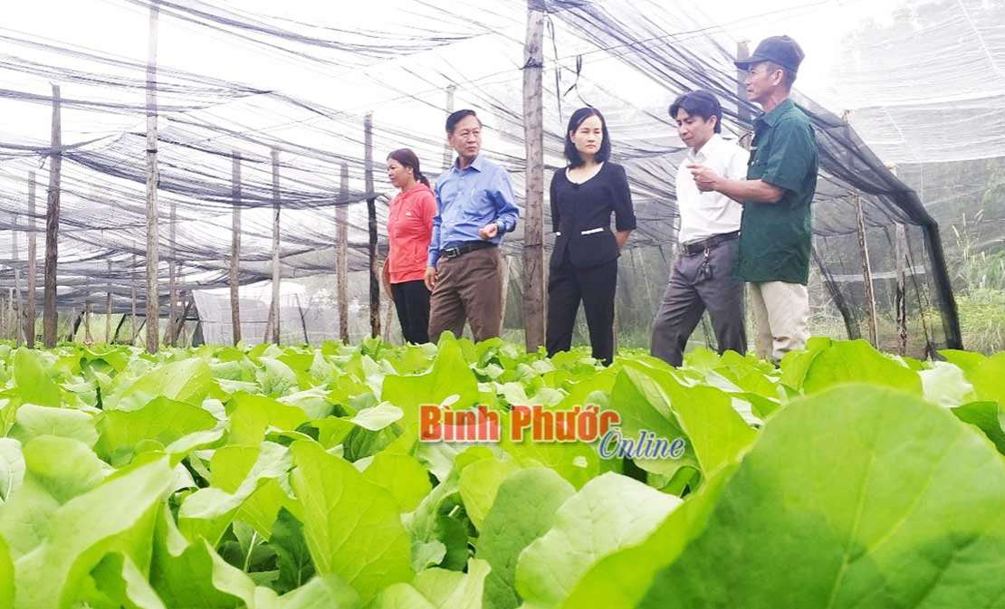 Lãnh đạo huyện Bù Đốp thăm mô hình sản xuất ứng dụng công nghệ Lãnh đạo huyện Bù Đốp thăm mô hình sản xuất ứng dụng công nghệ