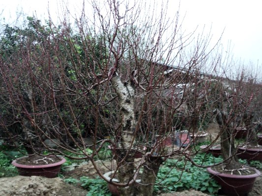 DSC06421.JPG