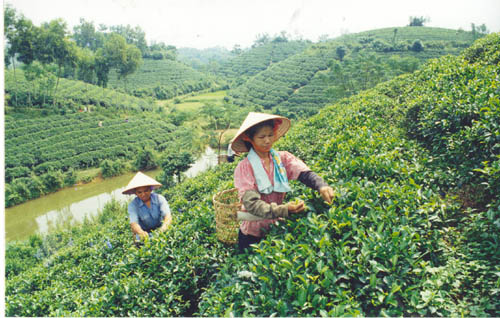 Dấu ấn chè Thái Nguyên trên đất Bình Phước Dấu ấn chè Thái Nguyên trên đất Bình Phước