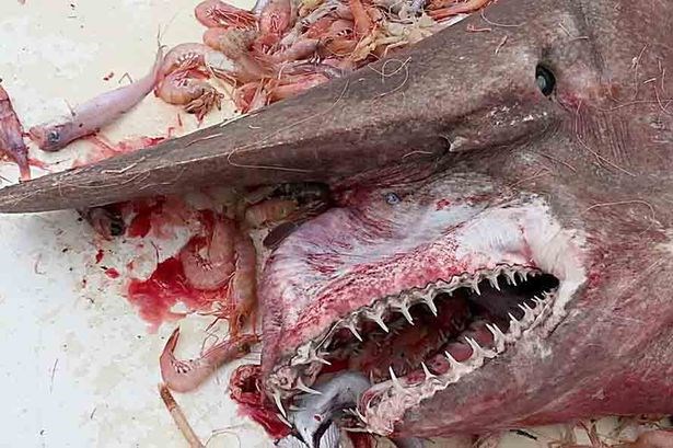 GOBLIN_SHARK.jpg