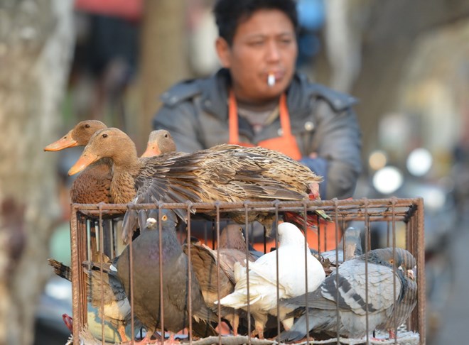 H7N9.jpg