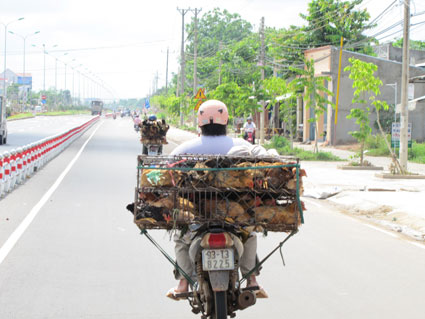Xử lý triệt để nhập lậu động vật qua biên giới Xử lý triệt để nhập lậu động vật qua biên giới