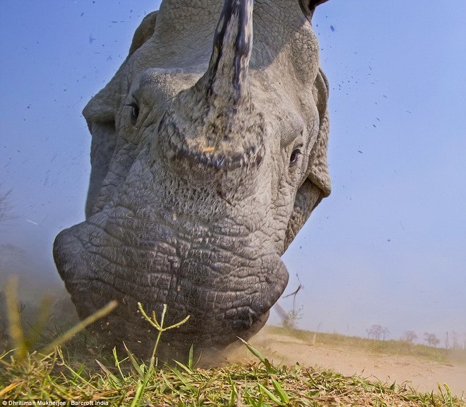 Kaziranga2.jpg