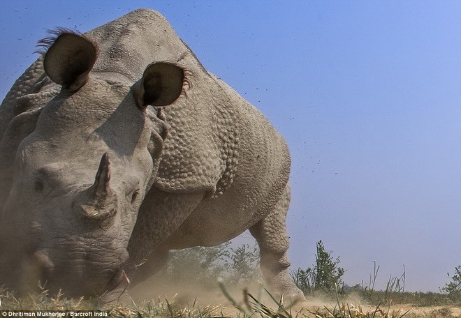 Kaziranga4.jpg