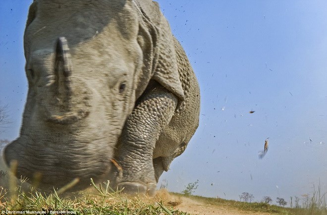 Kaziranga5.jpg