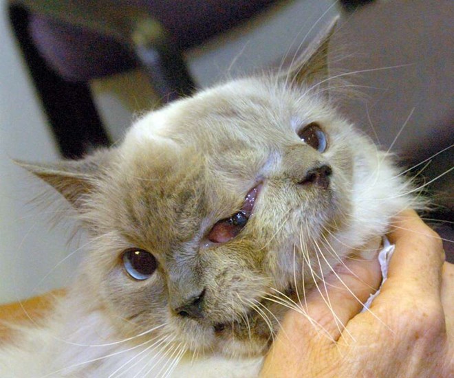 MEOHAIMAT.jpg