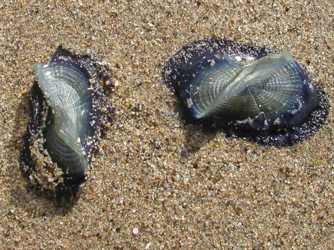 Velella_Velella.jpg