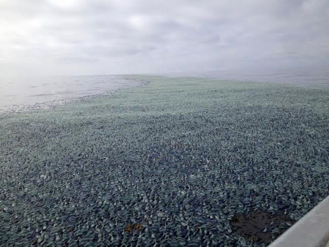 Velella_Velella1.jpg