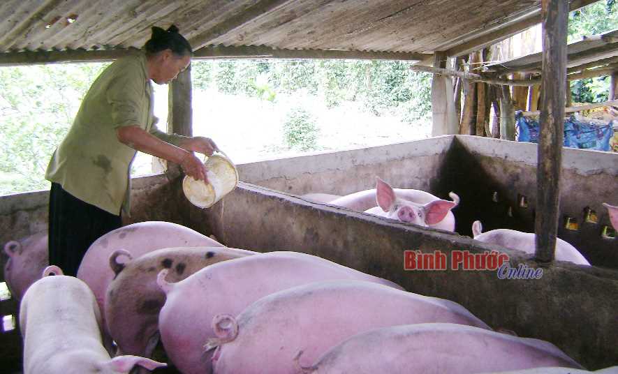 Giá chạm đáy nhưng thị trường thịt heo chưa có lối thoát Giá chạm đáy nhưng thị trường thịt heo chưa có lối thoát