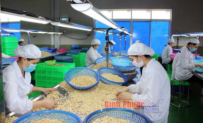 “Đôi cánh” cho ngành điều vươn xa - Bài 1