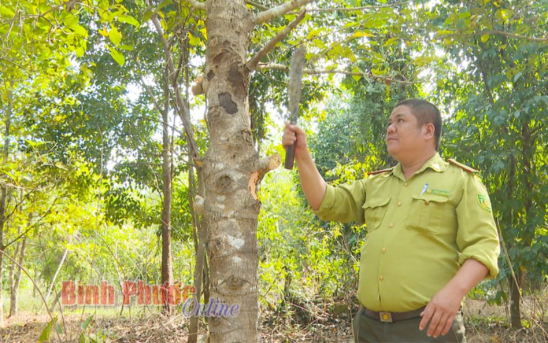Ða lợi ích từ rừng