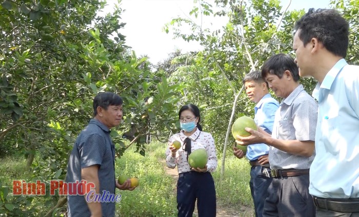 Bình Long có 1.345 hộ nông sản xuất, kinh doanh giỏi Bình Long có 1.345 hộ nông sản xuất, kinh doanh giỏi