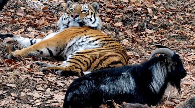amur103012016123056.jpg