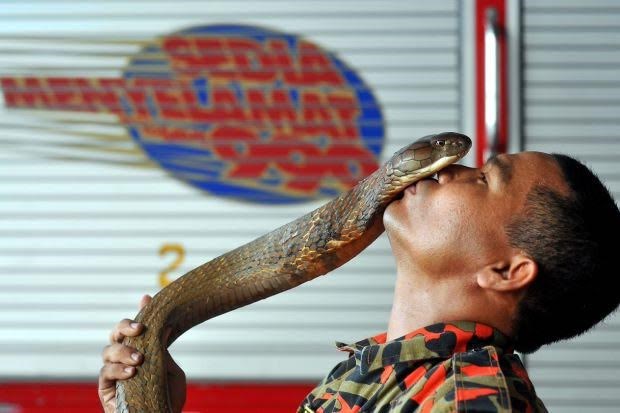 Chàng lính cứu hỏa sốc nặng vì nhận tin mình.... cưới rắn làm vợ? Chàng lính cứu hỏa sốc nặng vì nhận tin mình.... cưới rắn làm vợ?