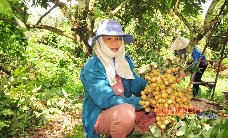 Ngọt ngào mùa nhãn Thanh Lương