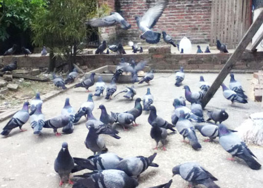 Sung túc nhờ bồ câu Pháp