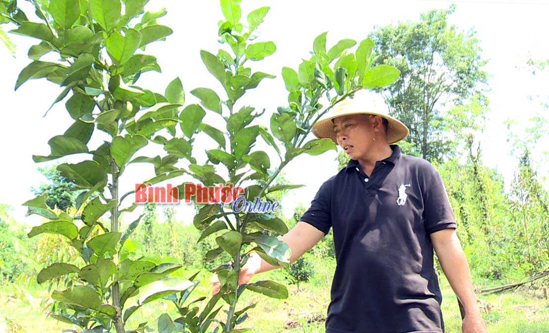 Bài toán khó trong chuyển đổi cơ cấu cây trồng Bài toán khó trong chuyển đổi cơ cấu cây trồng