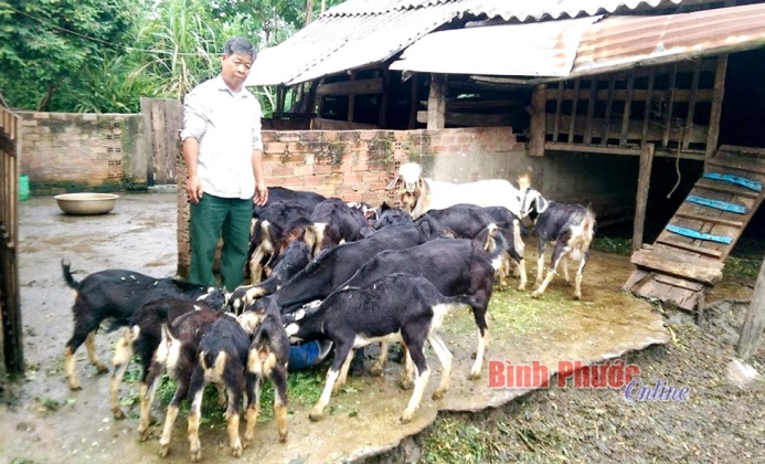 Thu nhập khá từ nuôi dê Thu nhập khá từ nuôi dê