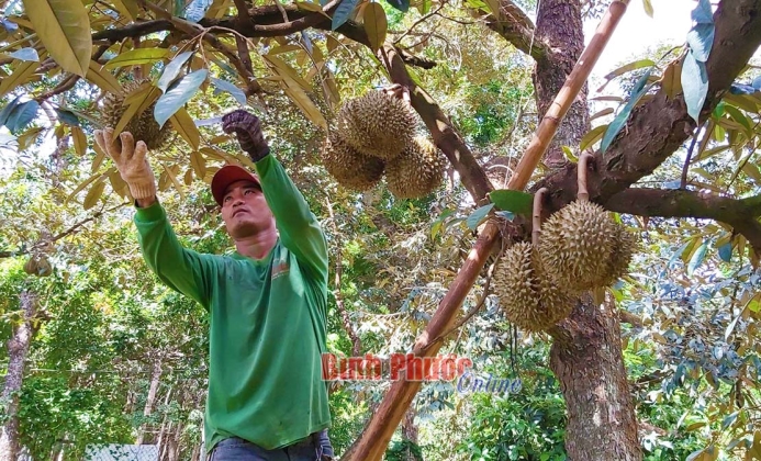 Sầu riêng Bàu Nghé Sầu riêng Bàu Nghé