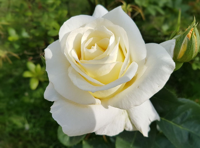 anh_hoa_hong_trang_18295810082023.jpg