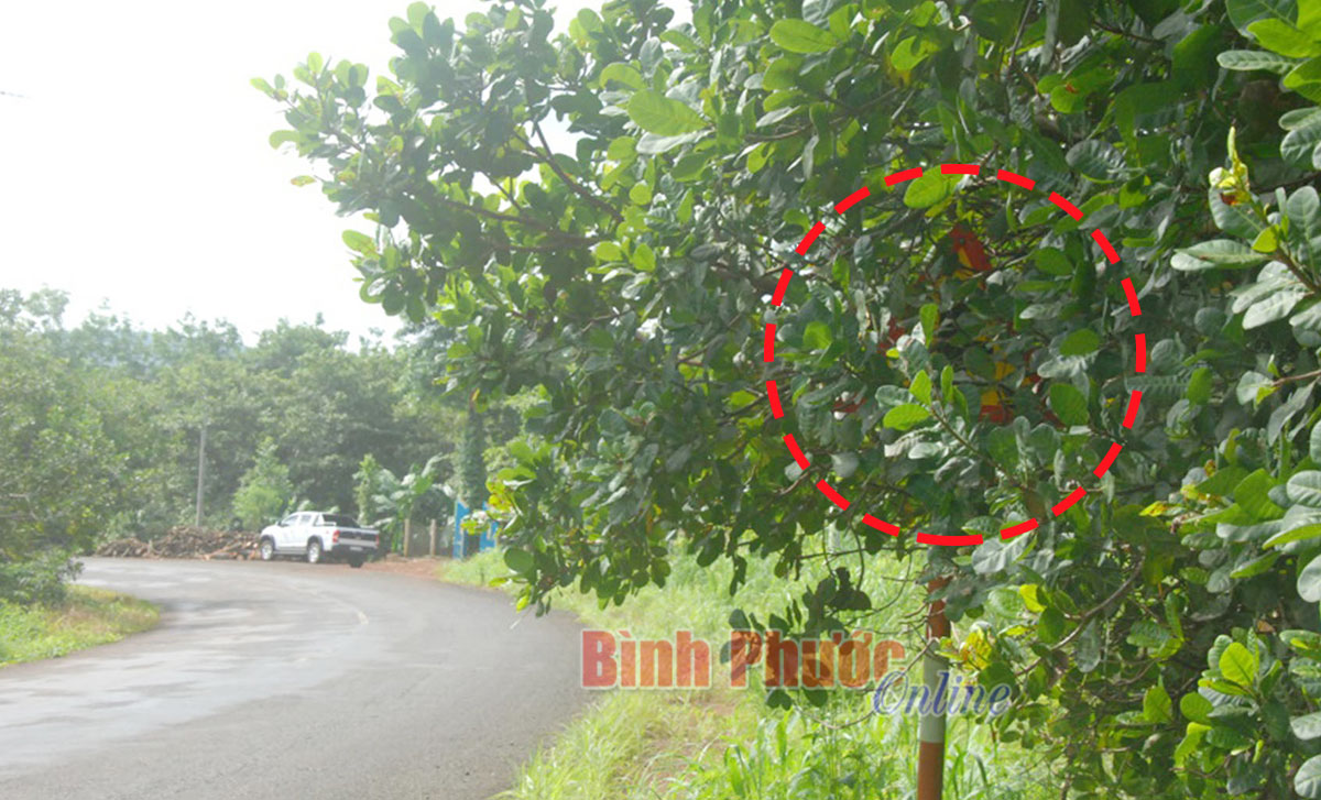 anhphebinh05092019110531.jpg