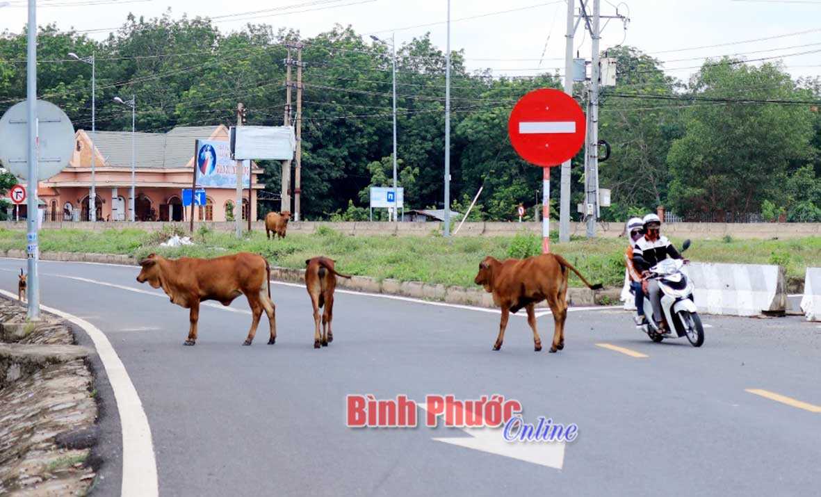 Bò thả trên quốc lộ