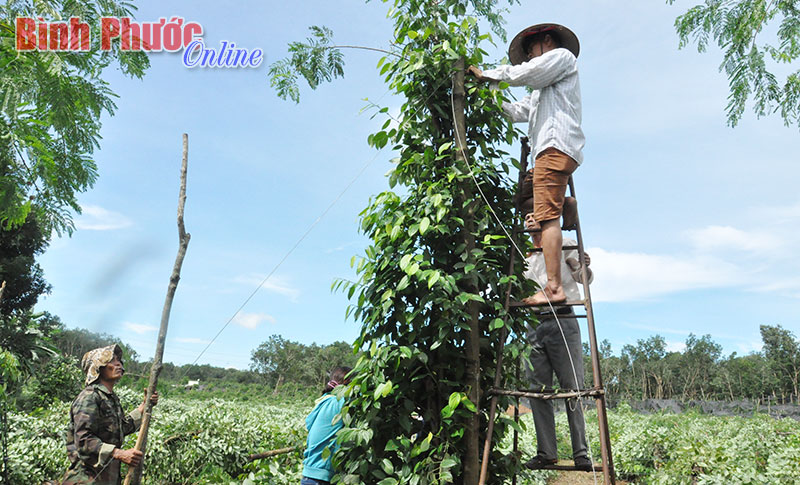 ankhuong.jpg