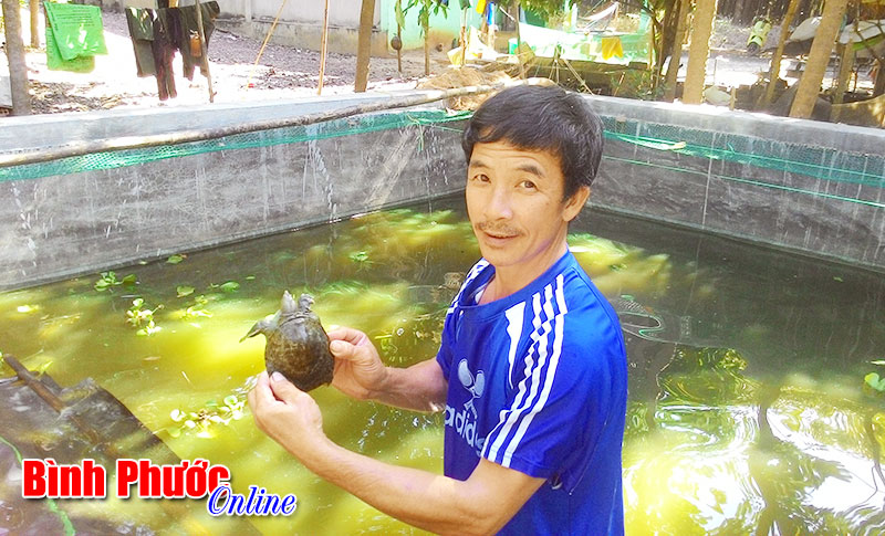 Hiệu quả từ nuôi ba ba kết hợp cá trê lai Hiệu quả từ nuôi ba ba kết hợp cá trê lai
