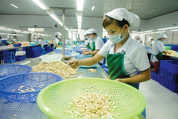 Mỹ trở thành thị trường nhập khẩu điều lớn nhất của Việt Nam Mỹ trở thành thị trường nhập khẩu điều lớn nhất của Việt Nam