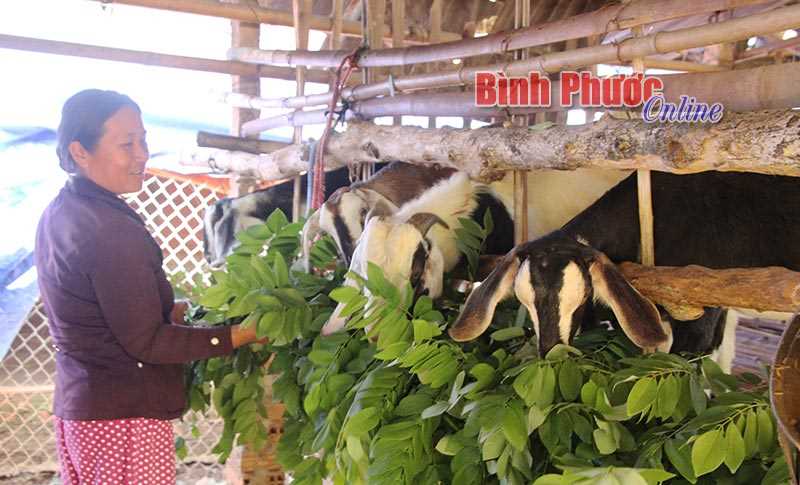 Thu nhập cao từ diện tích nhỏ Thu nhập cao từ diện tích nhỏ
