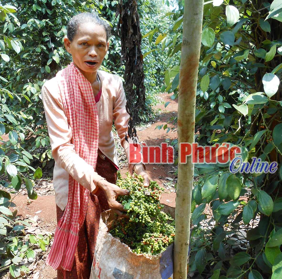 Thêm thu nhập nhờ hái tiêu thuê