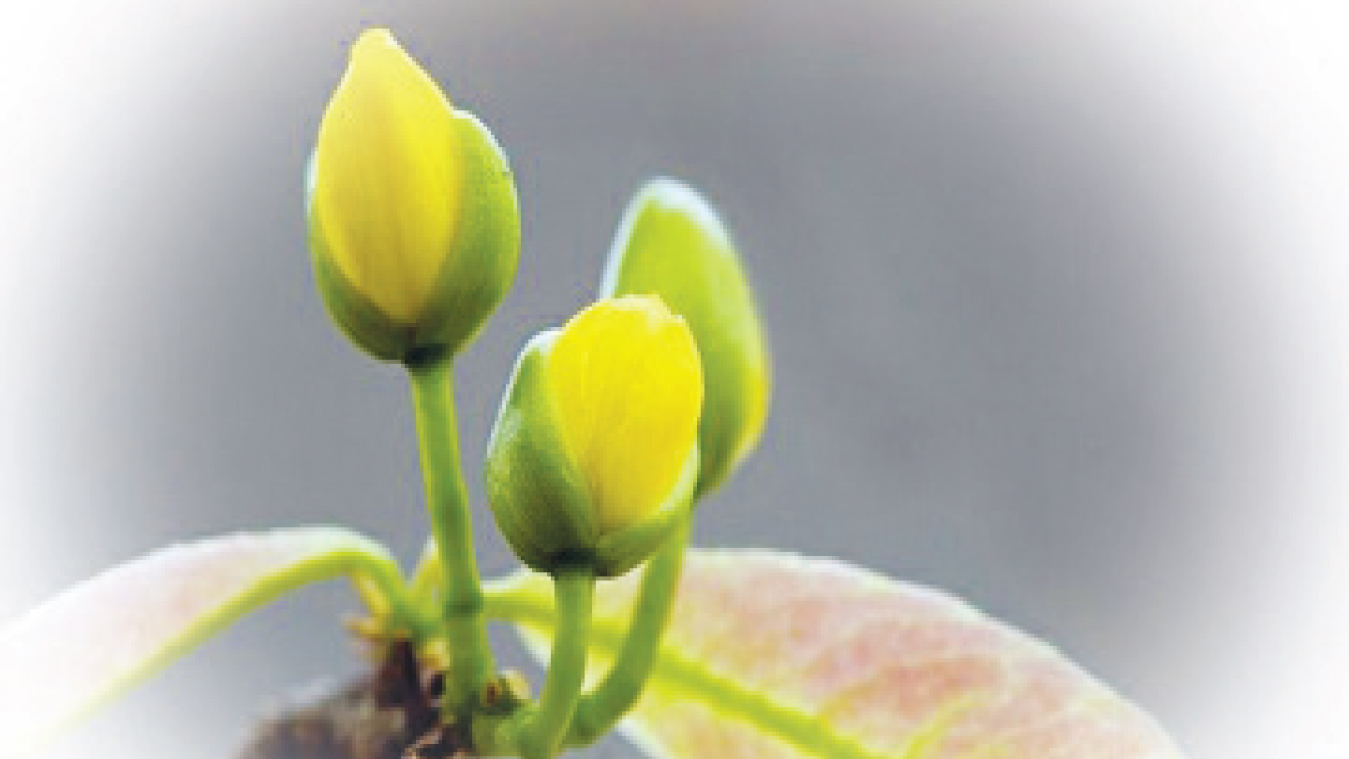 Bâng khuâng tết Bâng khuâng tết