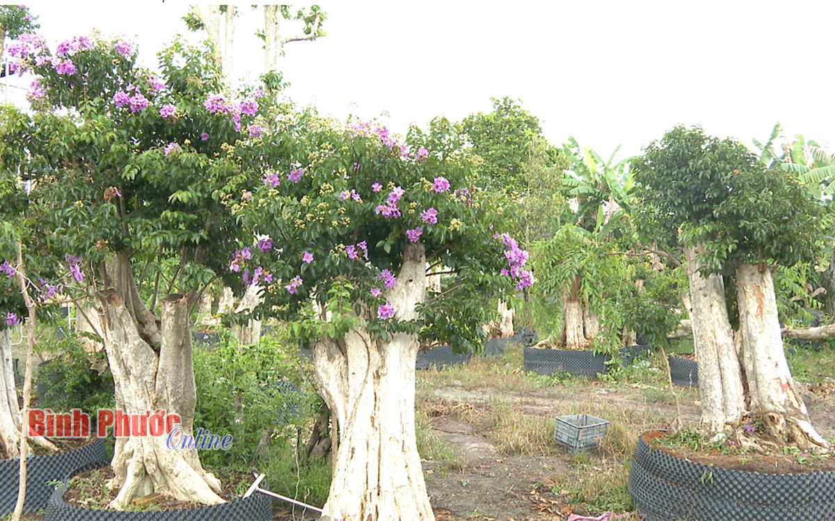banglang_20385013072022.jpg
