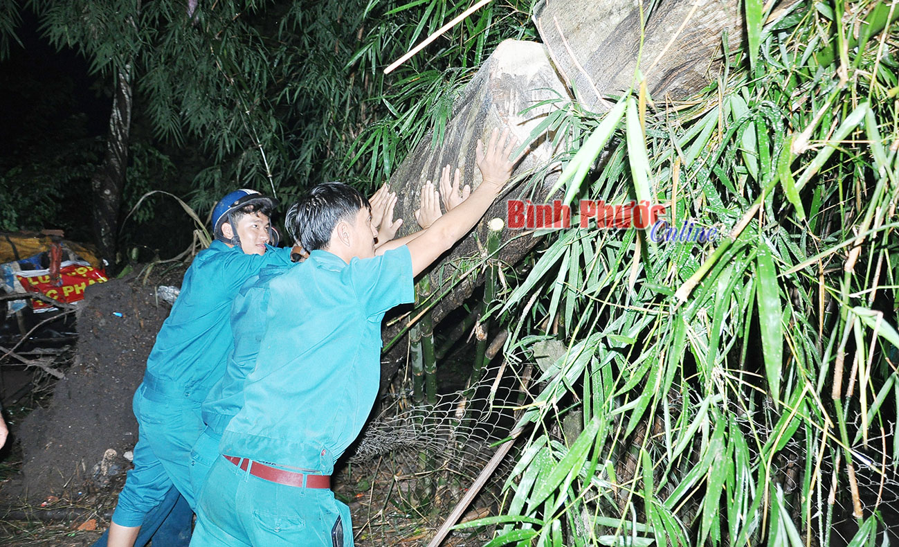 Cây cóc rừng đổ trúng nhà dân Cây cóc rừng đổ trúng nhà dân