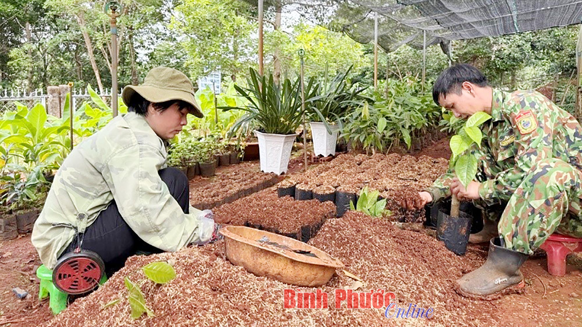 Bảo tồn và phát triển các loài trà my Bảo tồn và phát triển các loài trà my