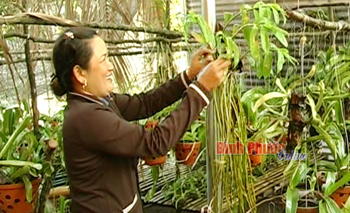 Phụ nữ xã Lộc Hưng giúp nhau phát triển kinh tế Phụ nữ xã Lộc Hưng giúp nhau phát triển kinh tế