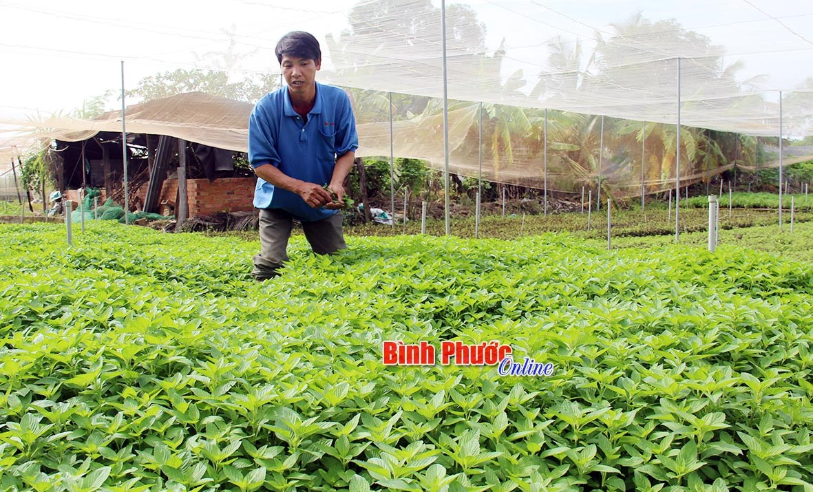 Bình Long đẩy mạnh phát triển và ứng dụng khoa học - công nghệ