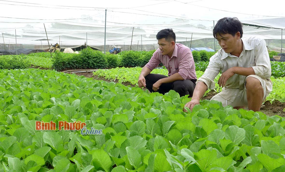 Trồng rau thu nhập tiền triệu mỗi ngày