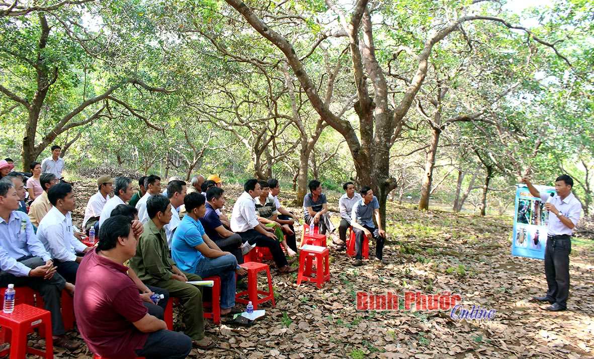Phú Riềng: Chăm sóc vườn điều giai đoạn ra hoa đậu trái
