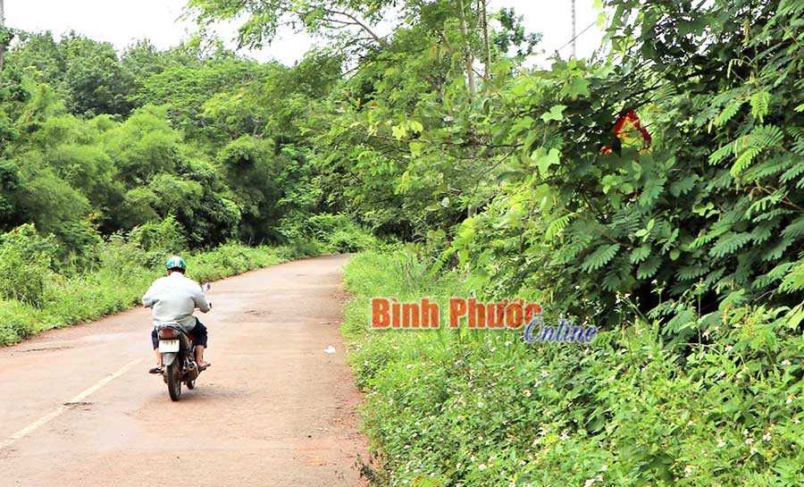 Biển báo “trốn” trong bụi rậm