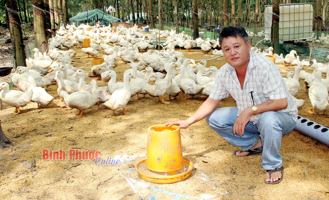 Siêu lợi nhờ nuôi vịt dưới tán cao su