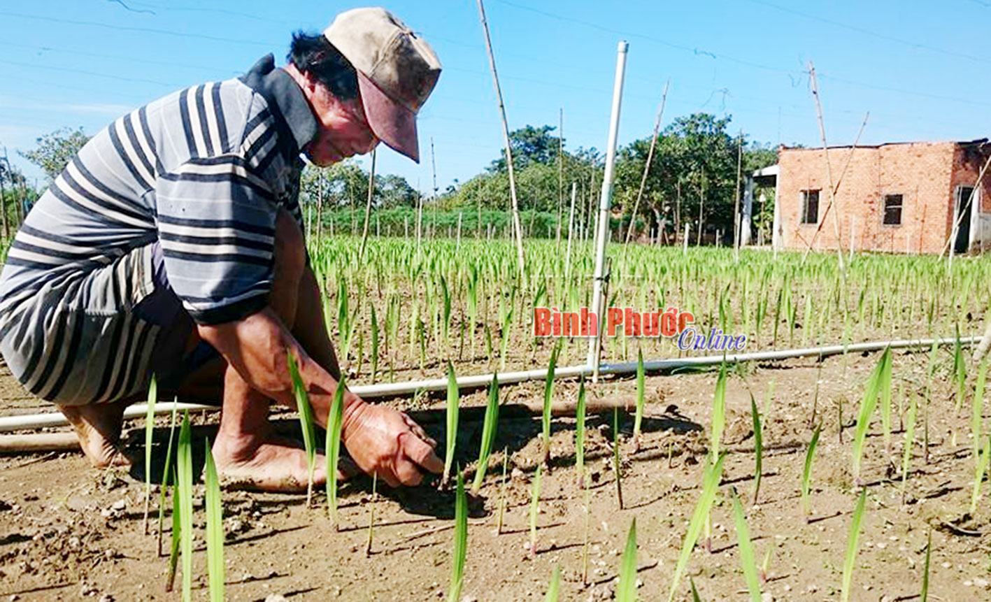 Nông dân Đồng Xoài thấp thỏm mùa hoa tết