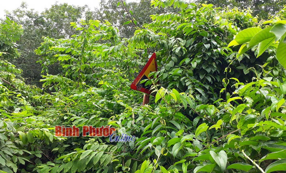 baoin1682019816082019034136.jpg